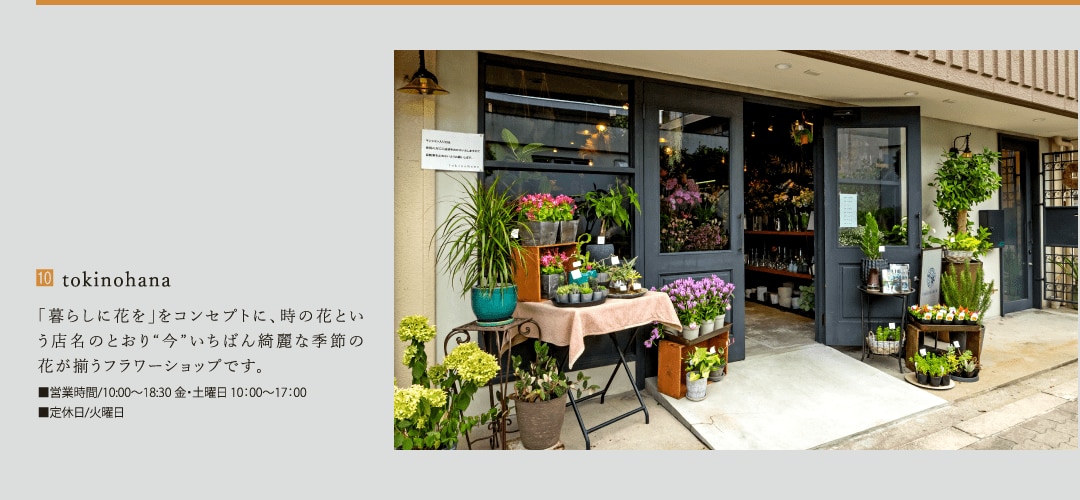 tokinohana