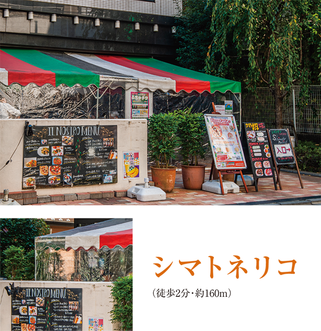 シマトネリコ