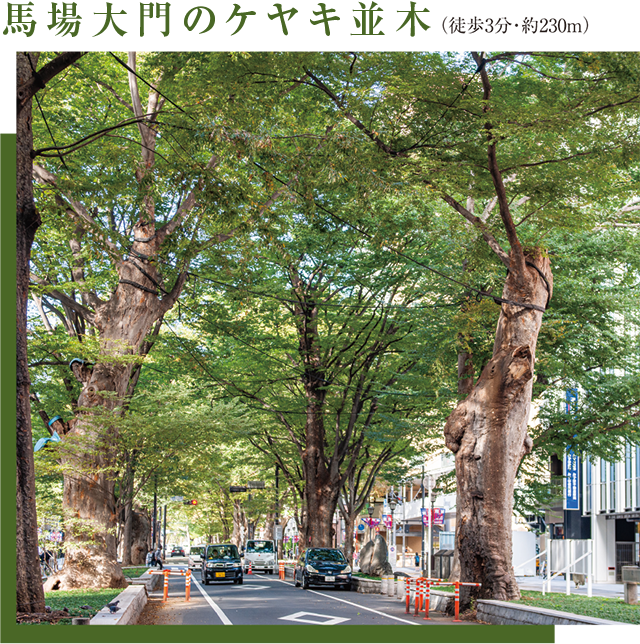 馬場大門のケヤキ並木