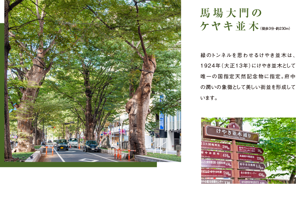 馬場大門のケヤキ並木 緑のトンネルを思わせるけやき並木は、1924年（大正13年）にけやき並木として唯一の国指定天然記念物に指定。府中の潤いの象徴として美しい街並を形成しています。