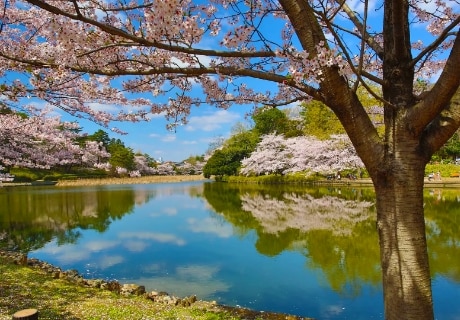 大宮公園